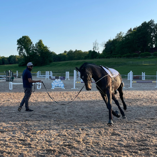 Professional Groom Lunging Cassal Holsteiner Mare in CT